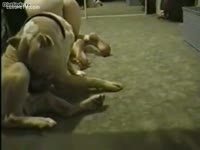 Animal XXX Film - Chubby doxy bonks golden brown pit-bull on living room floor